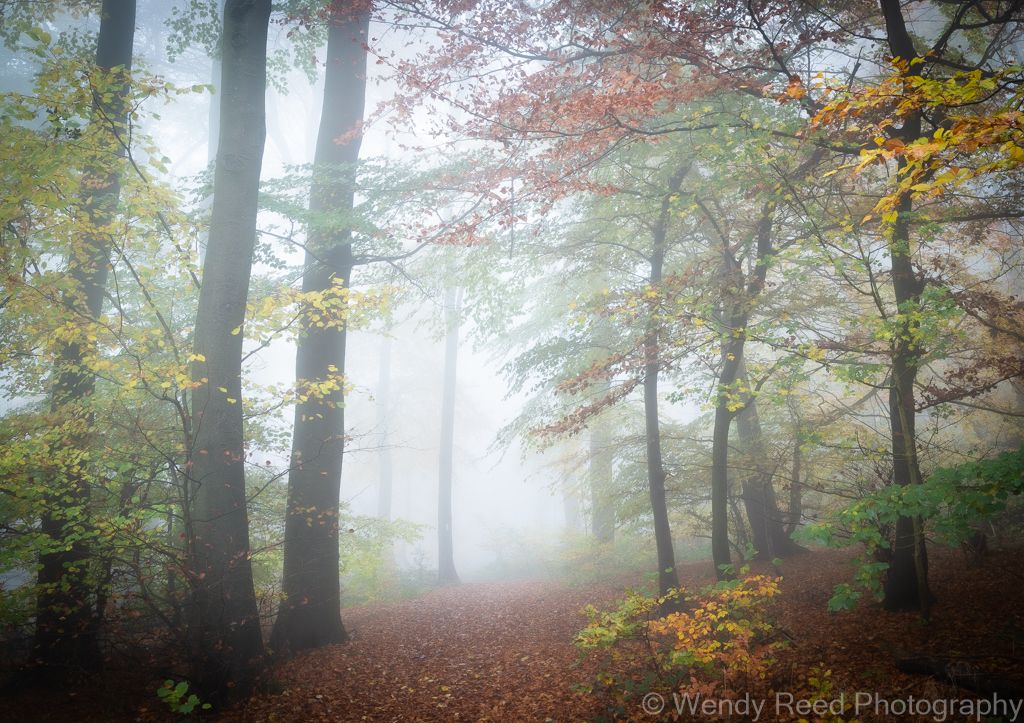 Autumn walk, Aston Rowant