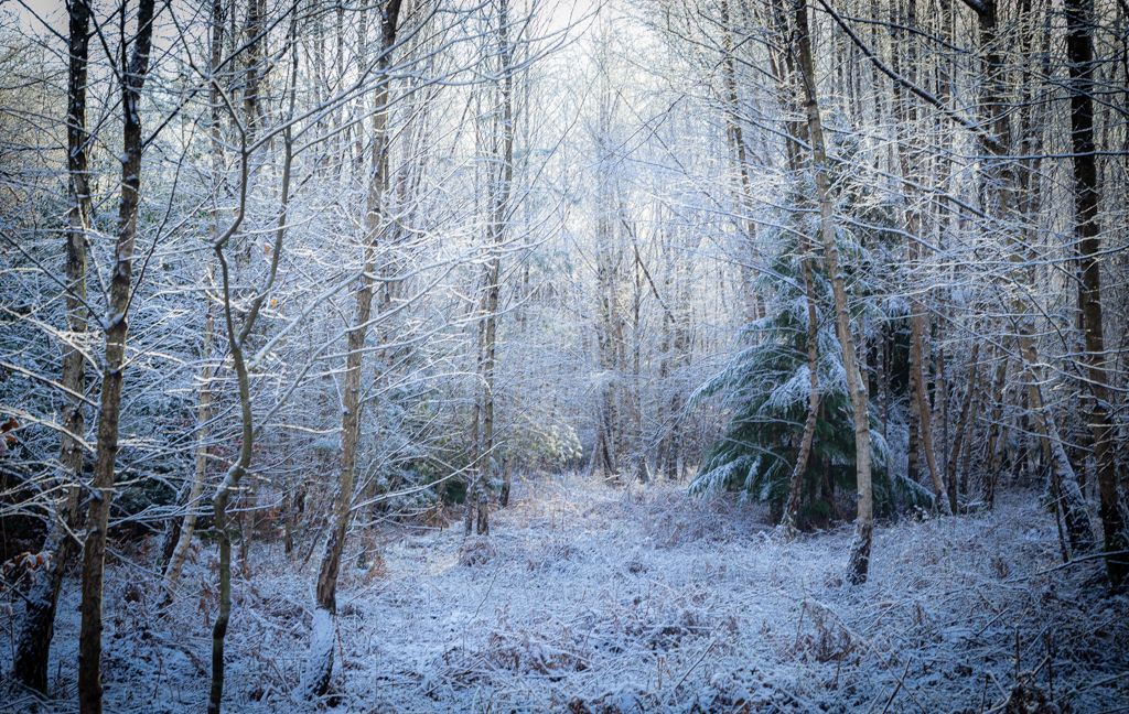 Snow in the silver birch wood