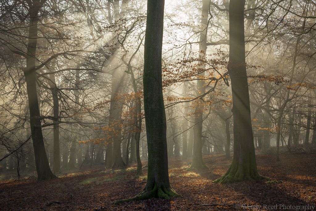 Beechwood sunbeams