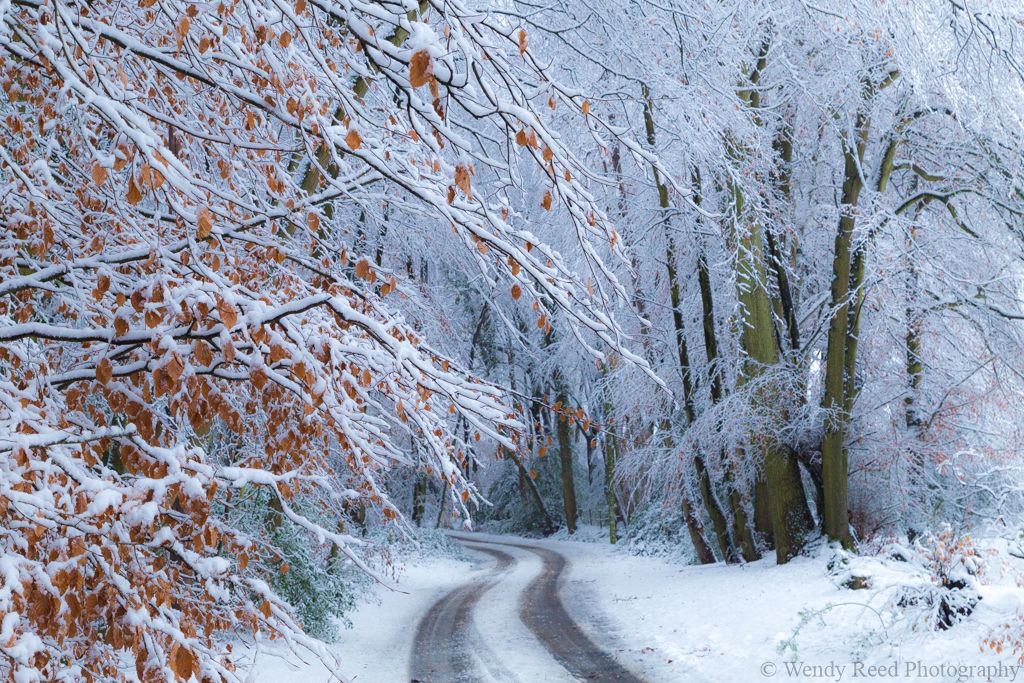 Snow and beech