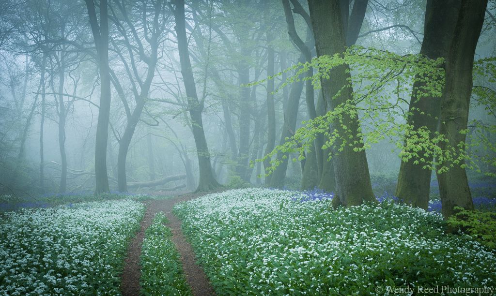 Misty wild garlic wood, Streatley