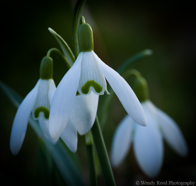 Snowdrop trio