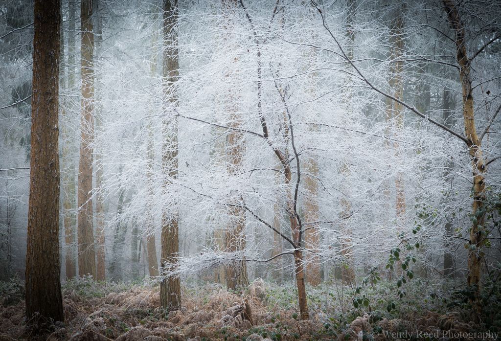Hoar frost tree