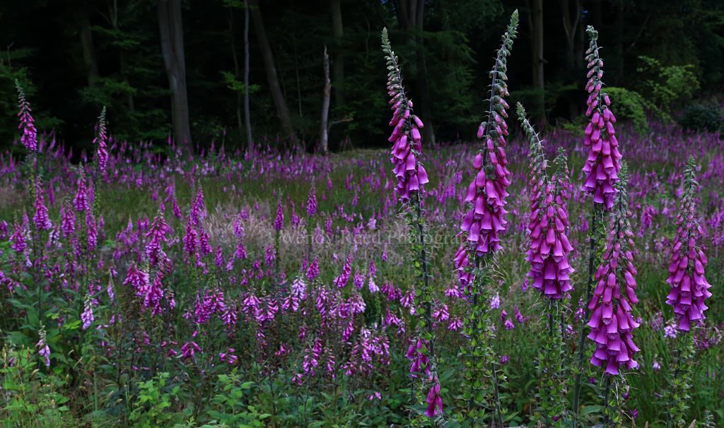 Foxglove study