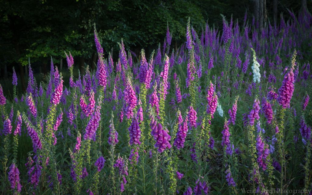 Foxgloves, Stoke Row