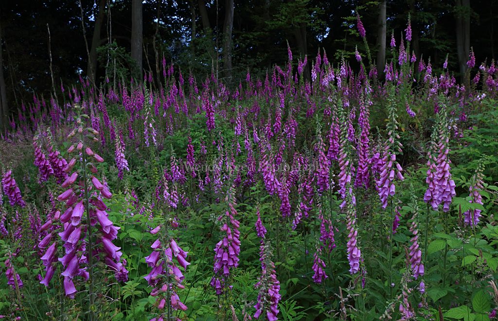 Foxgloves at Park Corner
