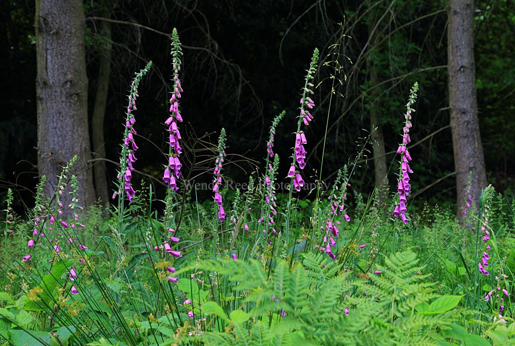 Foxgloves near Stoke Row