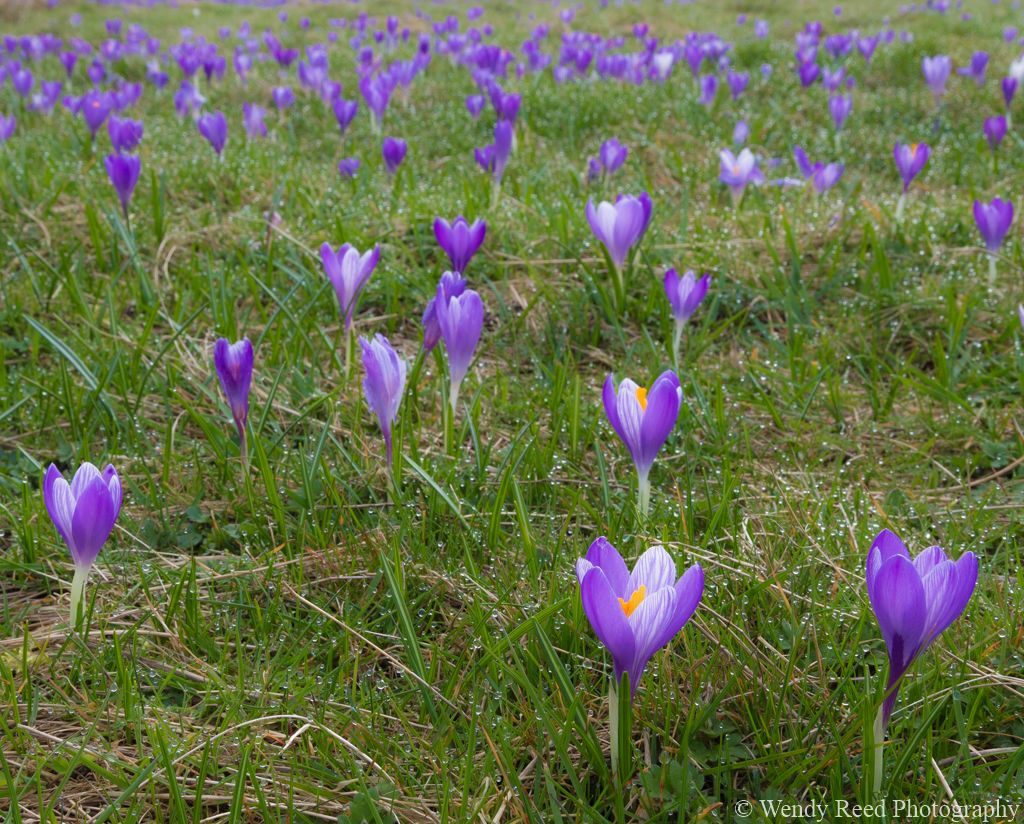 Inkpen crocus field