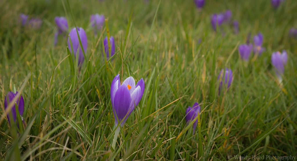 Inkpen crocus field
