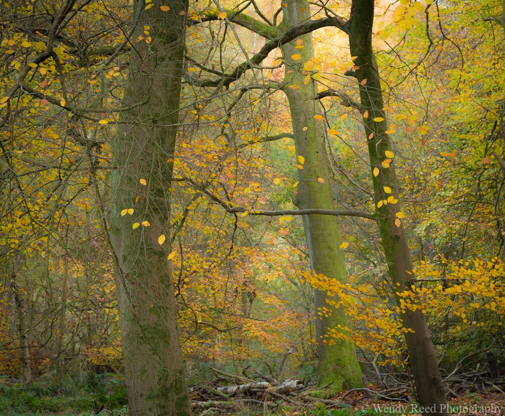 Late Autumn in the beech woods