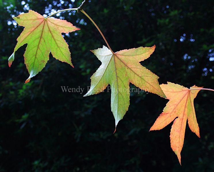 Maple Leaf Study