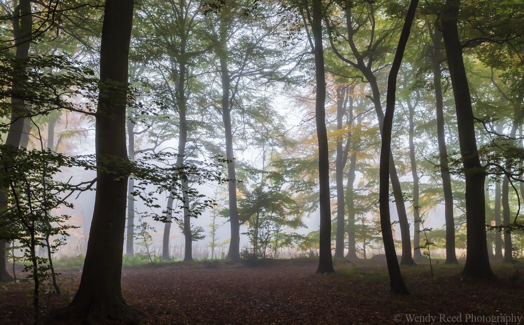 Nott Wood autumn mists