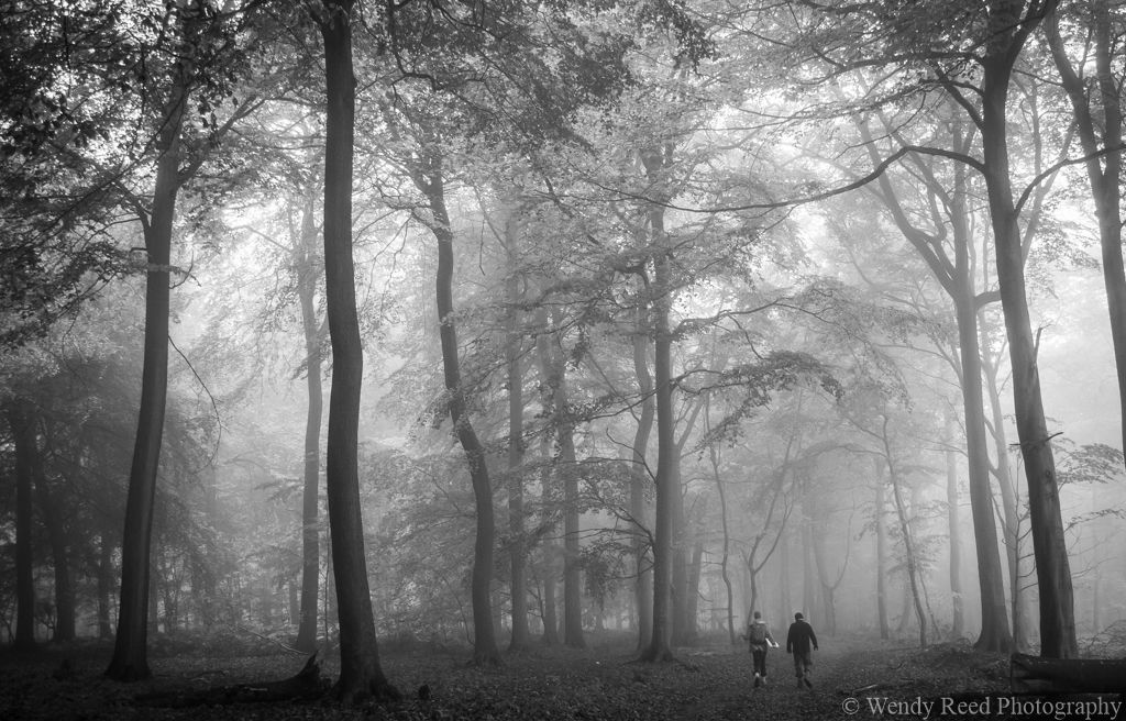 Nott Wood in the mist
