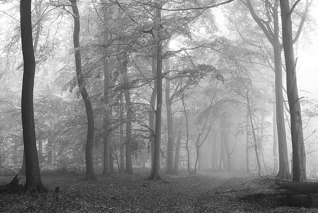 Nottwood in the mist