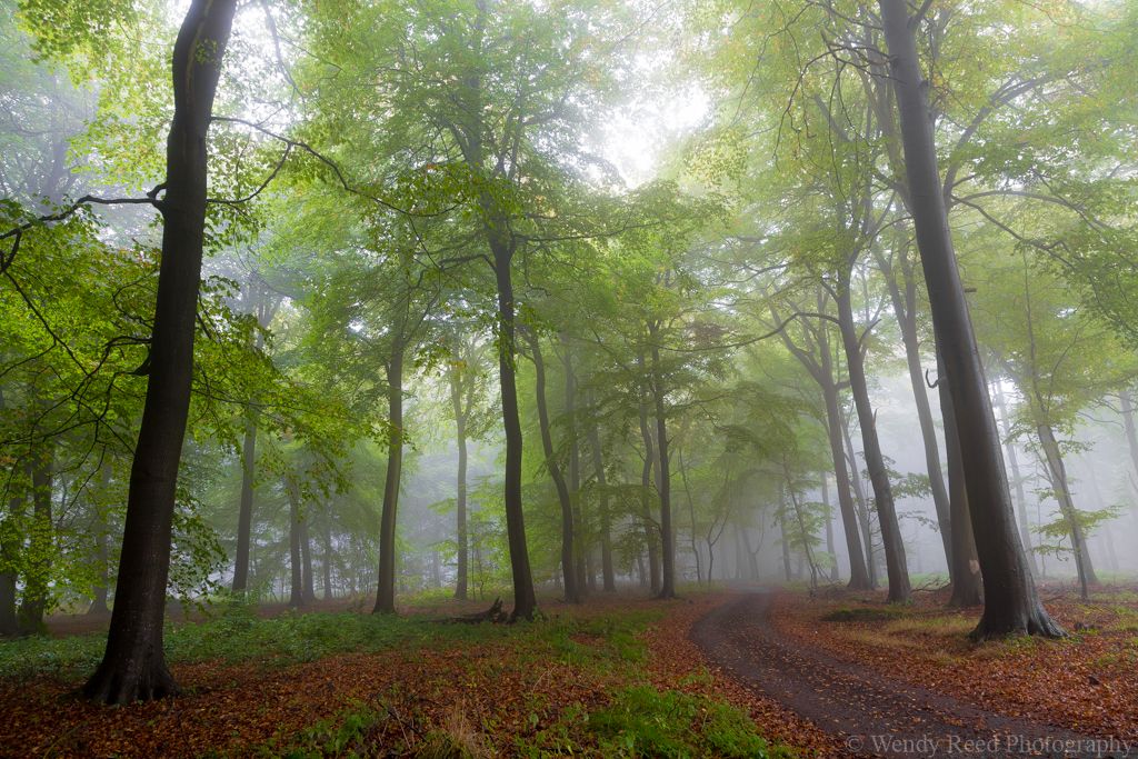 October in Nott Wood