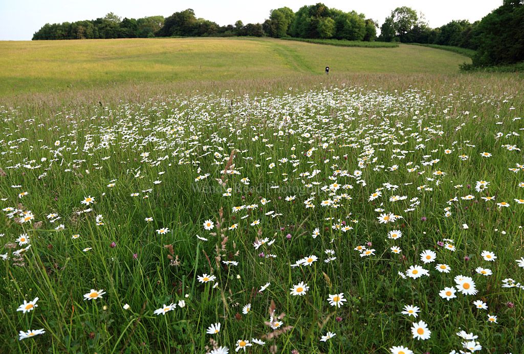 Ox-eye daisies on Maidensgrove Common