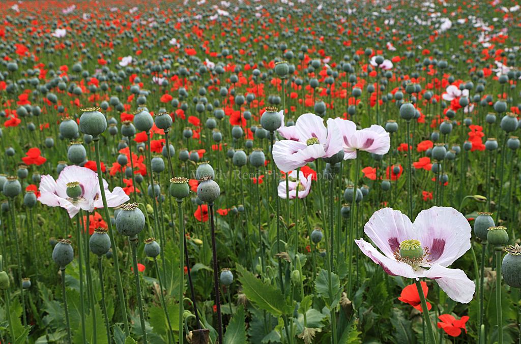 Poppies