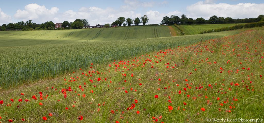 Poppies at Hailey