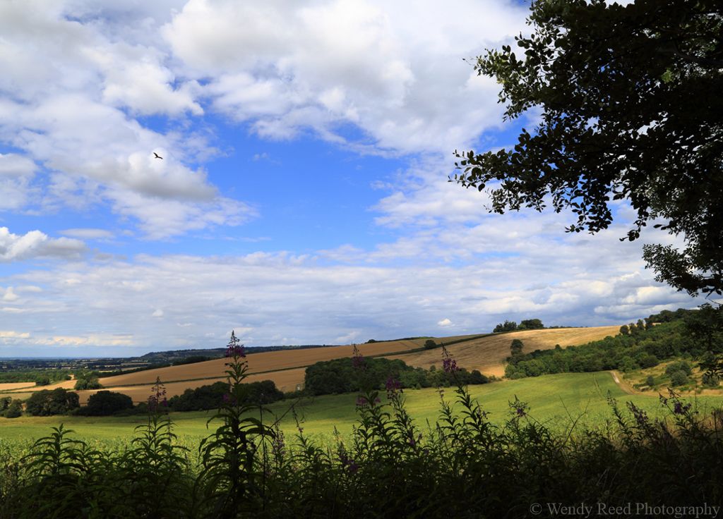 Red kite over Swyncombe Downs