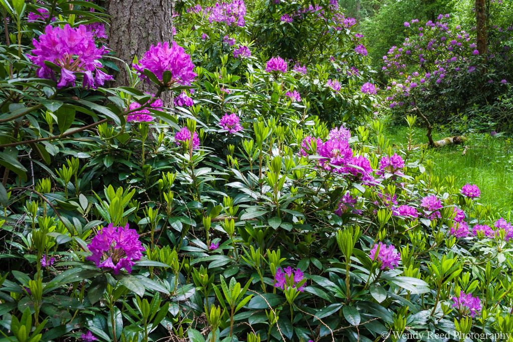 Rhododendrons at Stonor Park