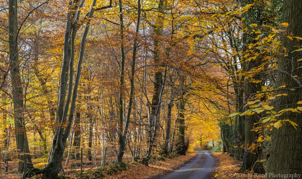 Rocky Lane in autumn