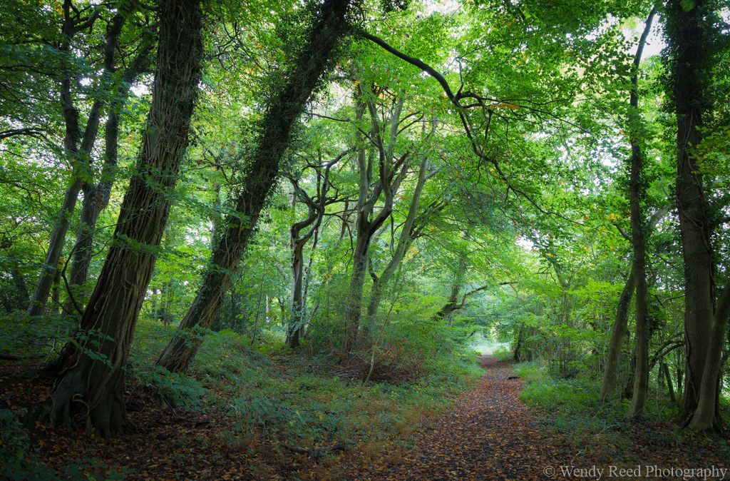 September in Cox's Lane