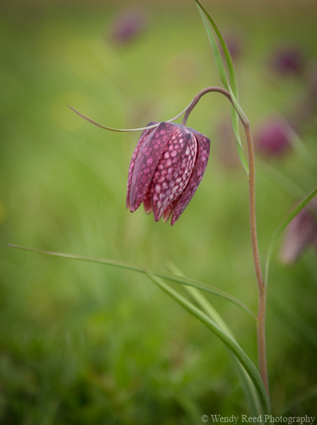 Snakes Head Fritillary at Iffley Meadow