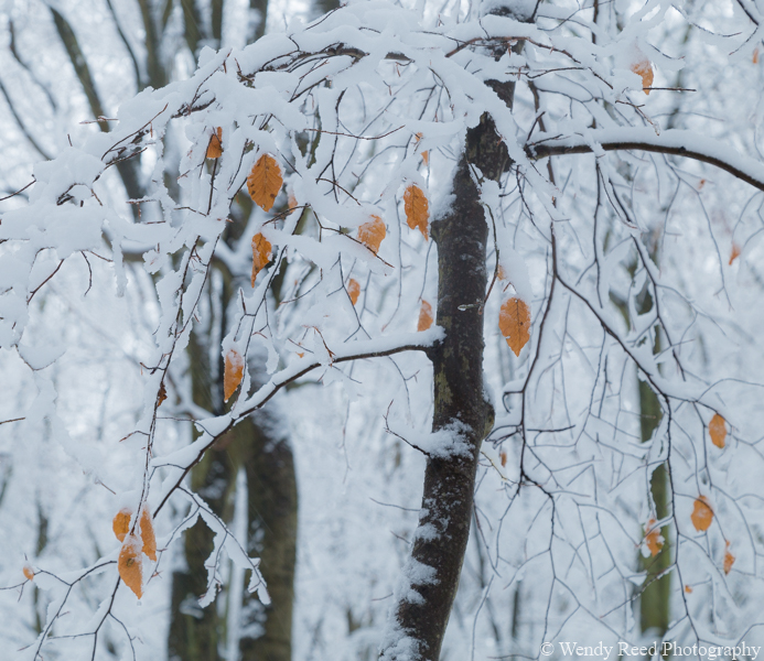 Snow and beech