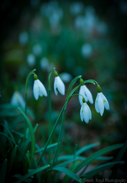 Snowdrops at Greys Green