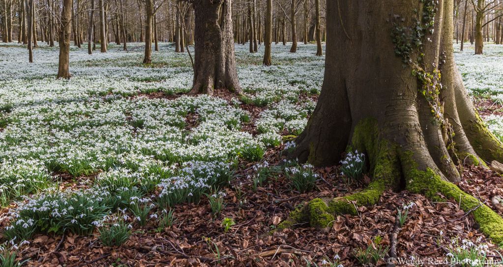 Snowdrops at Welford Park