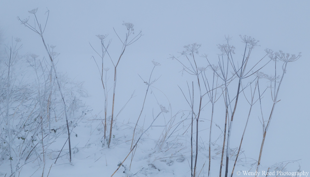 Umbellifers in snow
