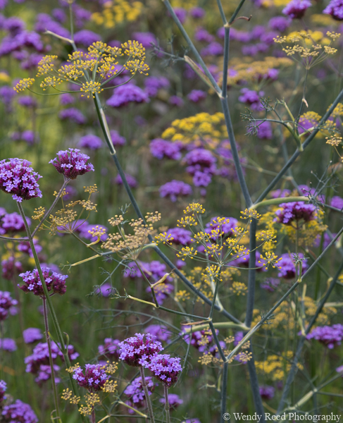 Verbena and fennel