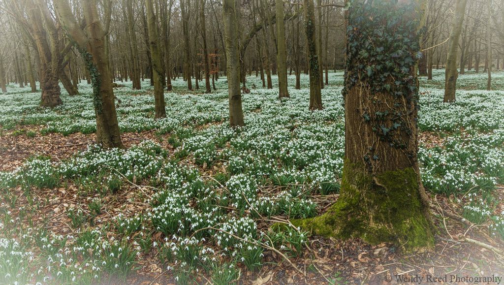 Welford Park snowdrops