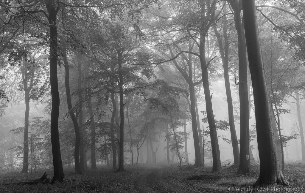 October mists in Nott Wood (mono)
