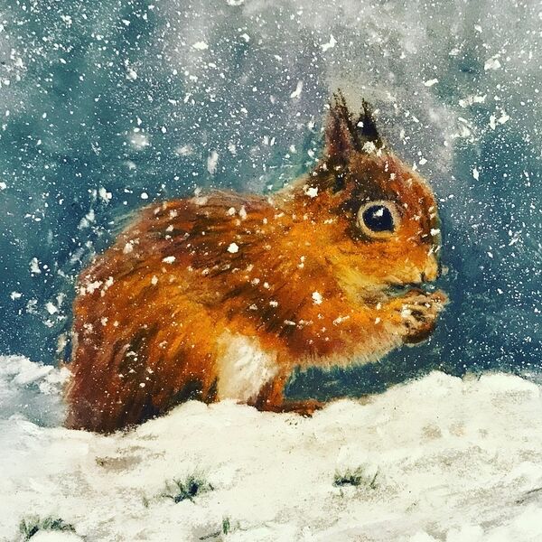 Winter squirrel