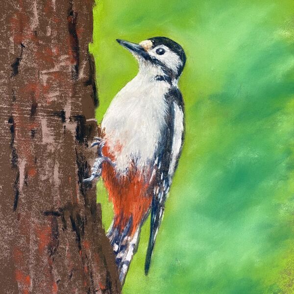 Great Spotted Woodpecker