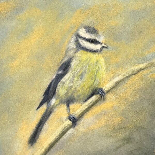 Blue Tit