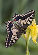 Swallowtail Butterfly