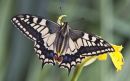 Swallowtail Butterfly