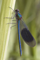 Banded Damoselle