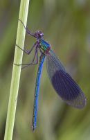 Banded Damoselle