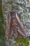 Privett Hawk Moth