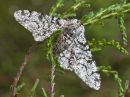 Peppered Moth