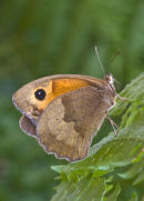 Meadow Brown Butterfly