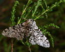 Peppered Moth