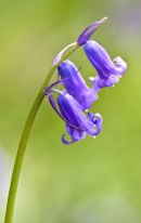 Bluebell 01