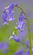 Bluebell 02