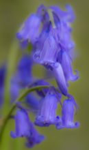 Bluebell 05
