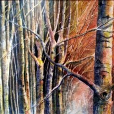 Woods at Sleningford (watercolour) Not for sale