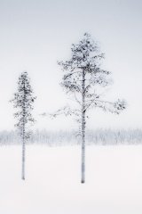 01 2 Trees by John Tilsley
